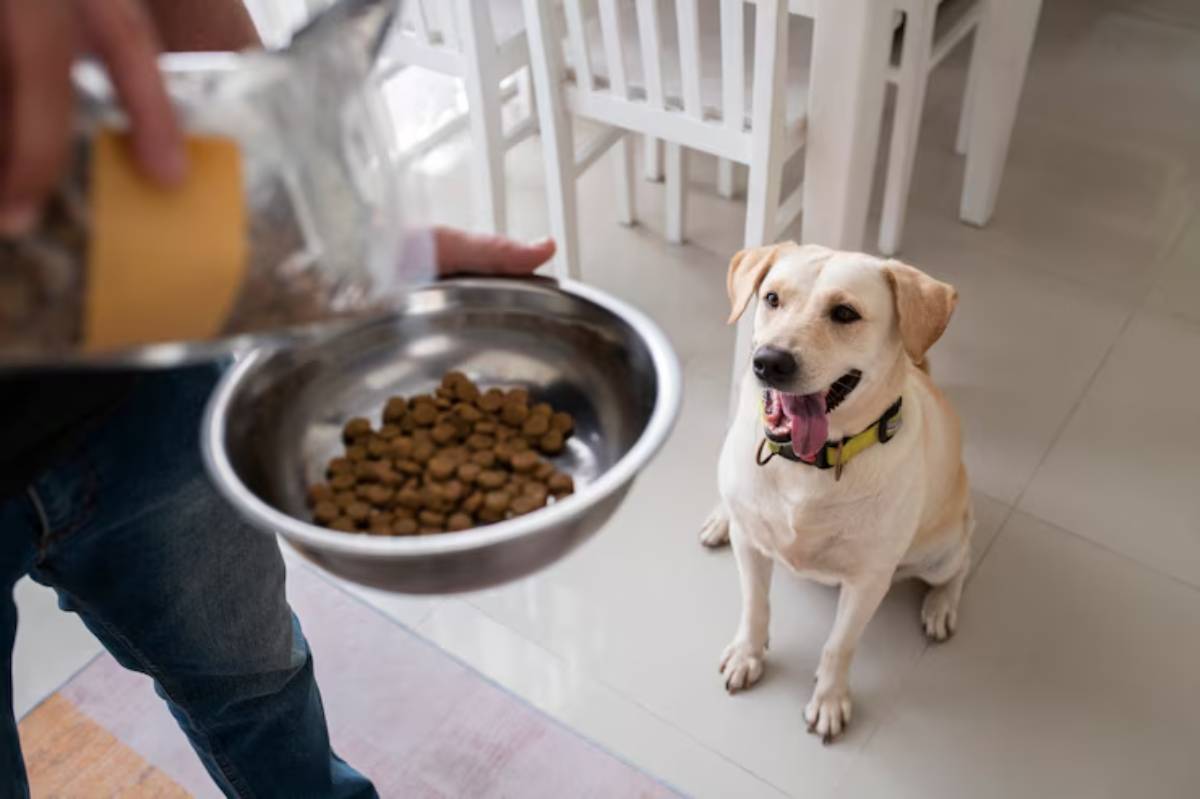 A person pours dog food into a metal bowl while a yellow Labrador sits eagerly nearby, awaiting its meal in a bright indoor setting.