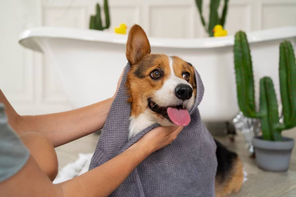 A happy corgi wrapped in a gray towel, smiling with its tongue out, while a person gently holds its face in a cozy bathroom setting.