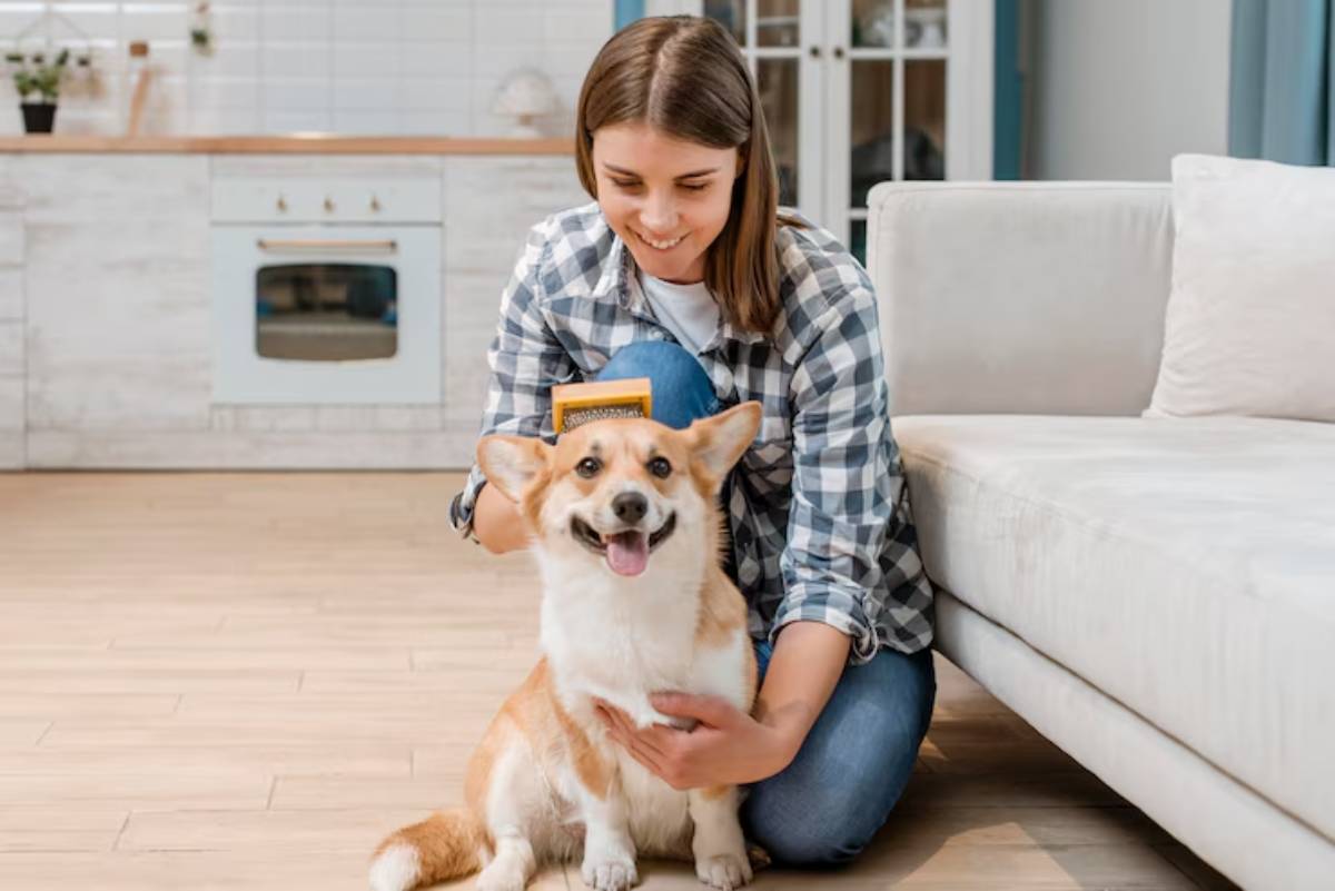 A person wearing a plaid shirt brushes a happy corgi sitting on a hardwood floor in a cozy living room. 