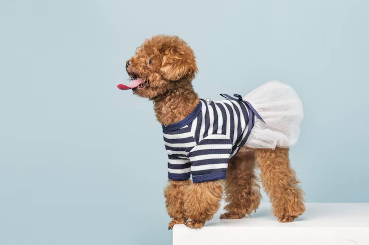A playful brown poodle dressed in a navy-striped shirt and a white tutu, standing happily with its tongue out against a pastel blue background.