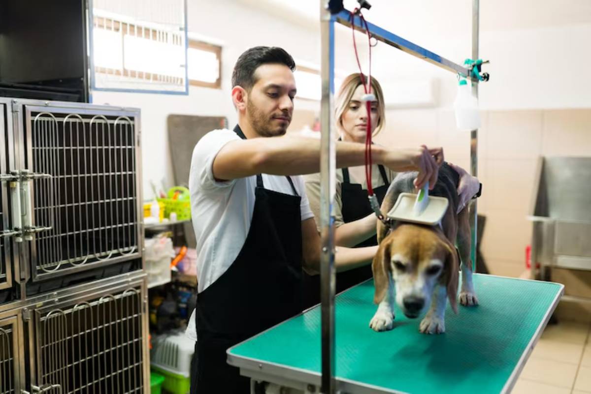 A groomer gently brushes a beagle on a green grooming table, with metal cages visible in the background.