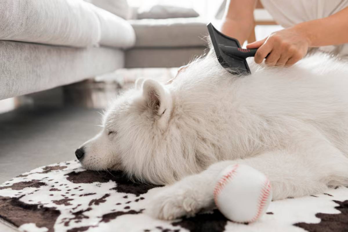 A person brushes the fur of a relaxed white Samoyed dog lying on a patterned rug, with a baseball next to its paw.