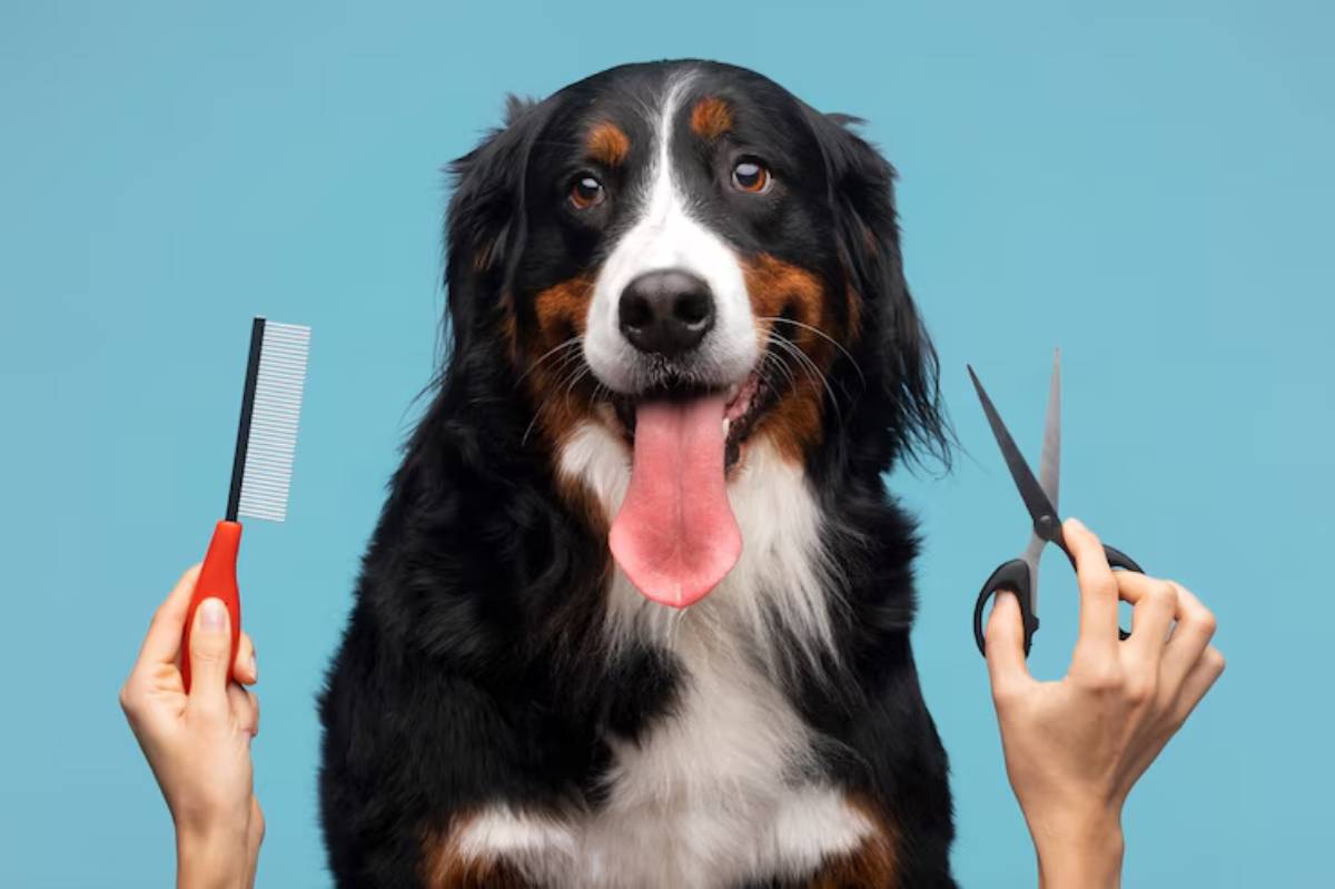 A happy Bernese Mountain Dog with its tongue out, flanked by a hand holding a comb and another with scissors, against a blue background.
