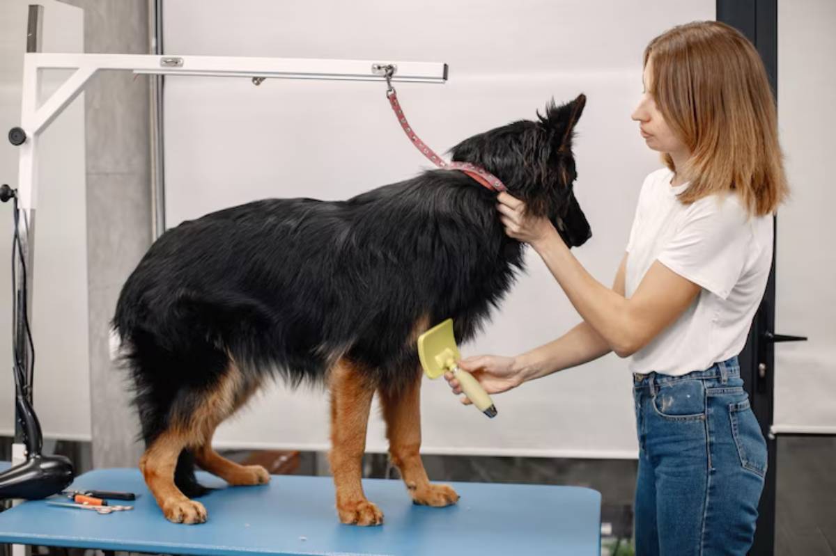  A groomer brushes a large black and brown dog on a blue grooming table in a well-lit space with a white backdrop.