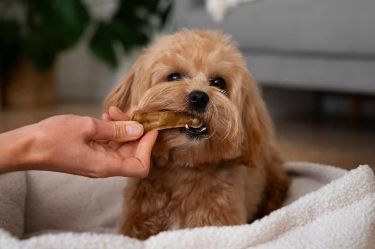 A fluffy dog happily chews on a bone while a hand offers it another treat, set in a cozy home environment. 