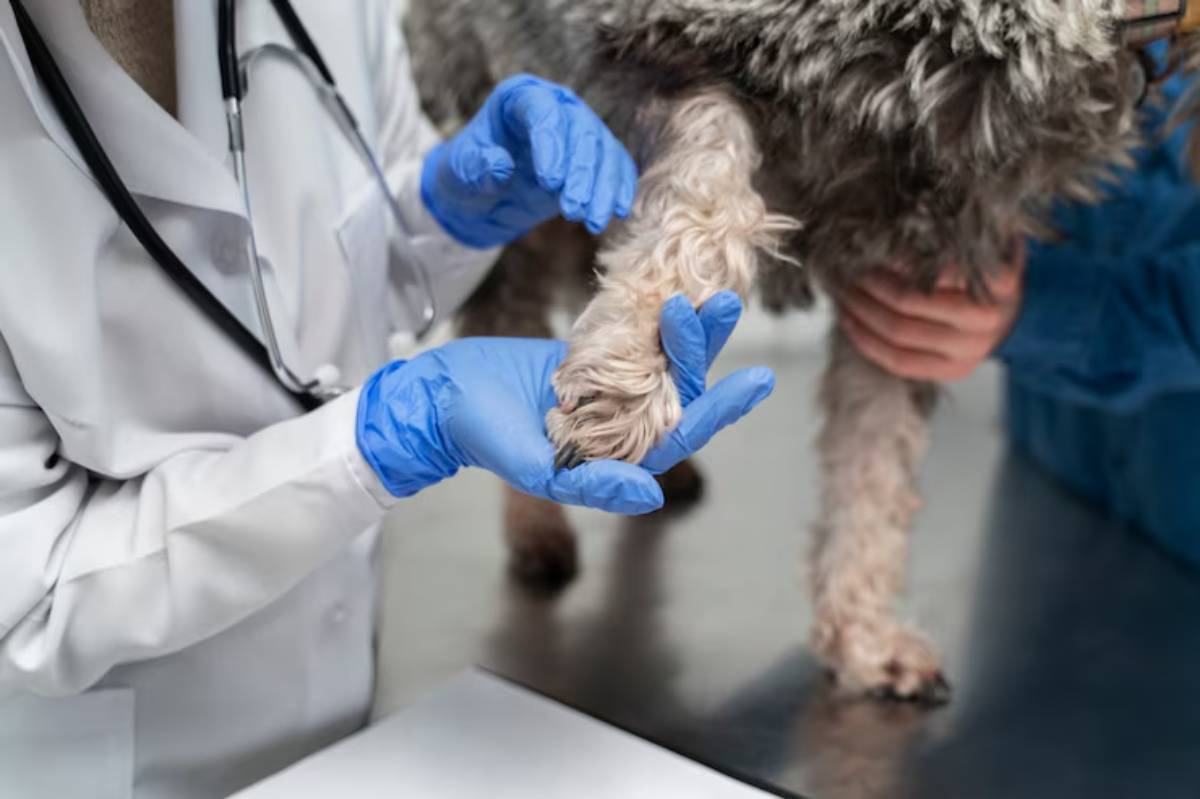  A veterinarian examines a dog's paw while wearing blue gloves, with another person supporting the dog during the check-up.