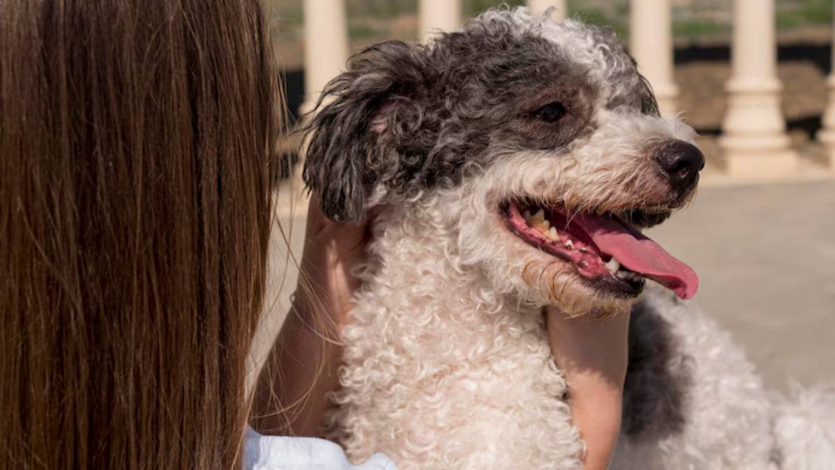 A person gently holds a happy, curly-coated dog, both enjoying a sunny moment together. The dog's tongue hangs out playfully. 