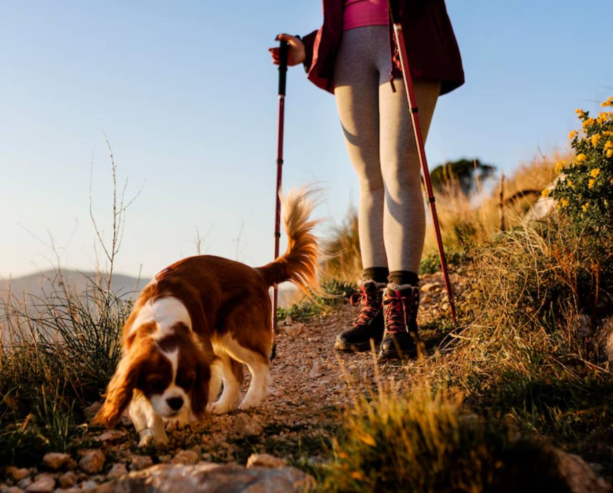 A person in leggings and hiking boots walks a King Charles Spaniel on a rocky trail, surrounded by grass and wildflowers in golden sunlight.
