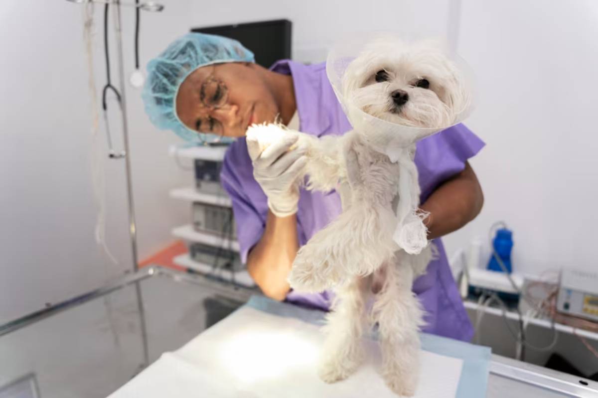 A small white dog wearing a protective cone is being held by a veterinary technician in scrubs, preparing for examination in a clinic.