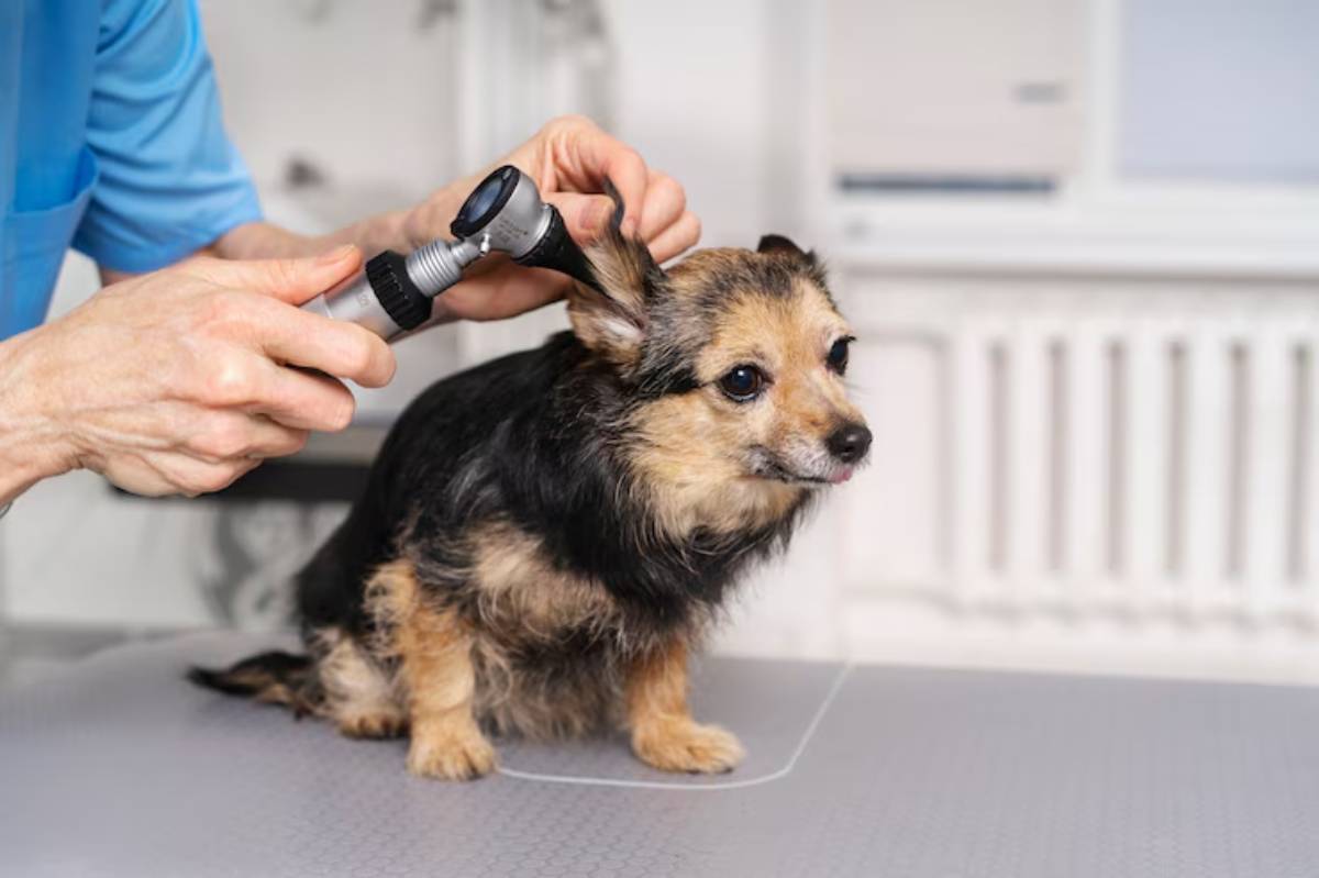 A veterinarian examines a dog's ear with an otoscope in a modern clinic setting, focusing on the dog's attentive expression.