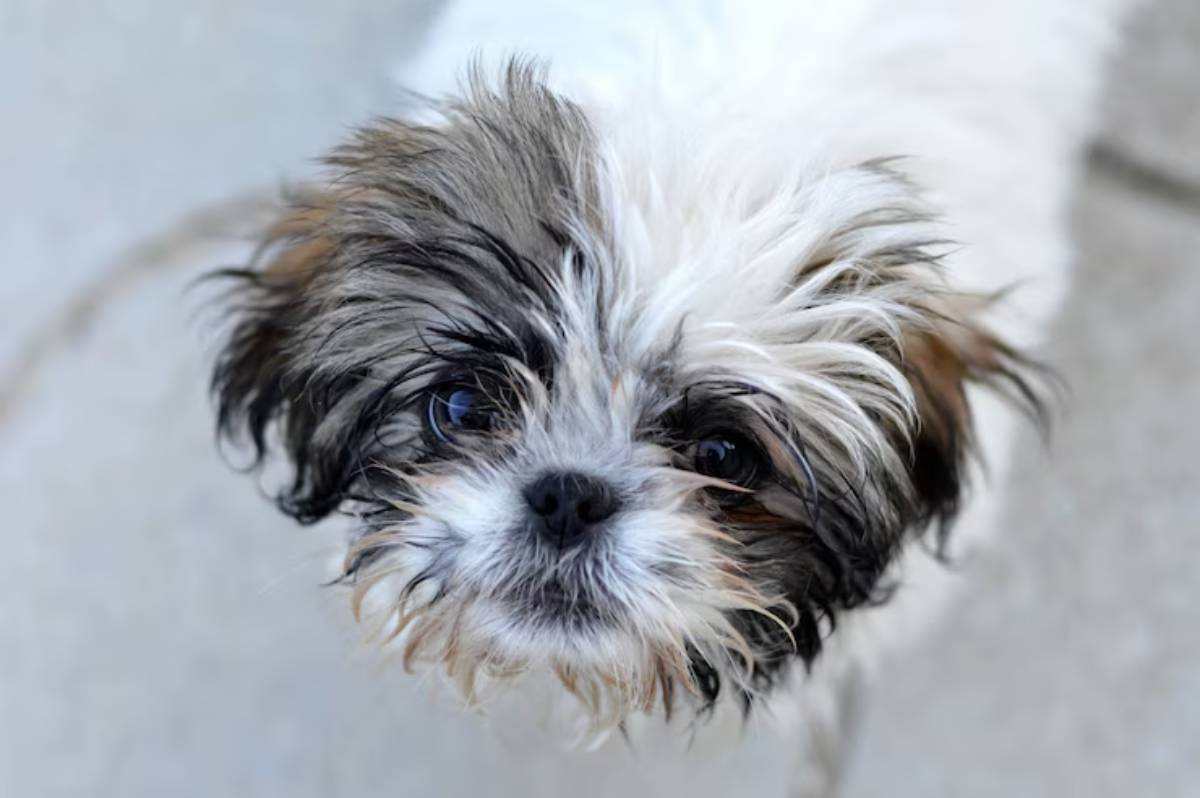 A small, fluffy dog with curly white and gray fur gazes curiously at the camera, highlighting its big, expressive eyes. 