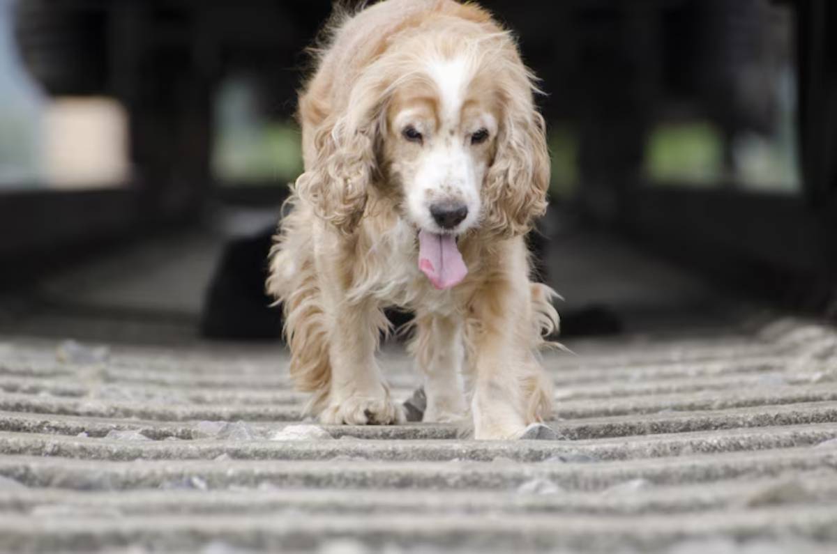 A golden cocker spaniel walks along a textured surface, panting with its tongue out, surrounded by a glimpse of nature. 