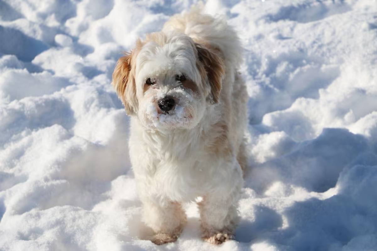  A fluffy, light-colored dog with a snow-covered face stands on a snowy ground, looking directly at the camera.