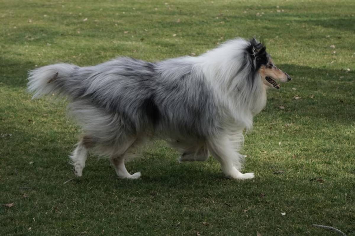 A fluffy blue merle Collie walks gracefully across a green grassy field, exuding elegance and playfulness.