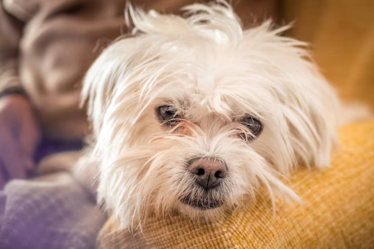 A close-up of a fluffy white dog resting its head on a textured yellow fabric, gazing curiously with soft, expressive eyes. 
