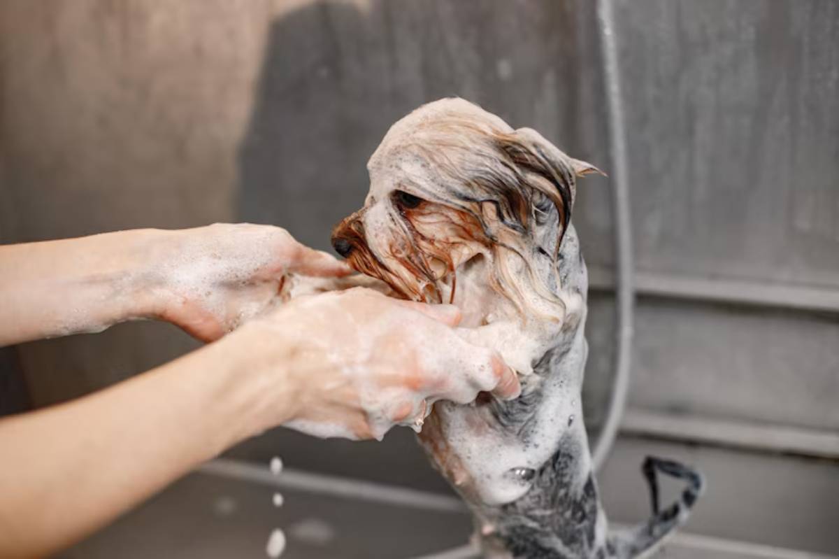 A small dog being bathed with soap by a person, with water splashing and bubbles covering the dog's fur. 