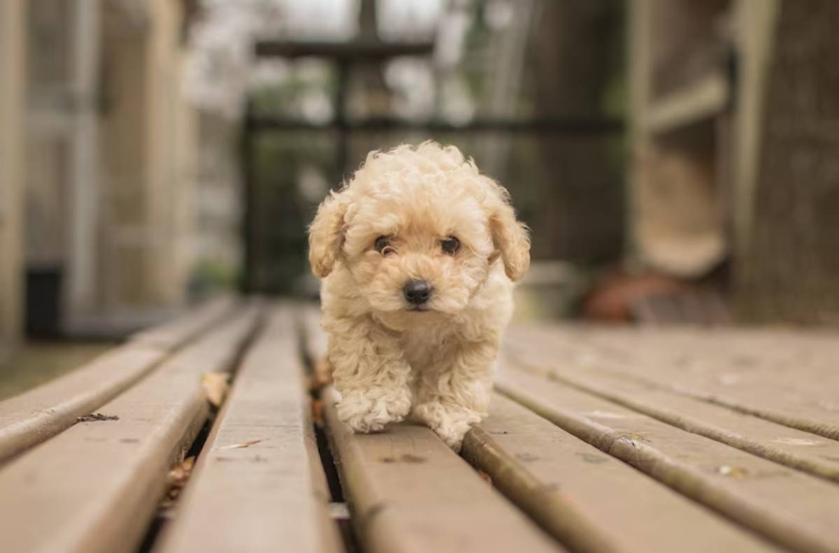  A small, fluffy puppy with curly cream fur walks directly towards the camera on a wooden path, surrounded by a blurred background. 