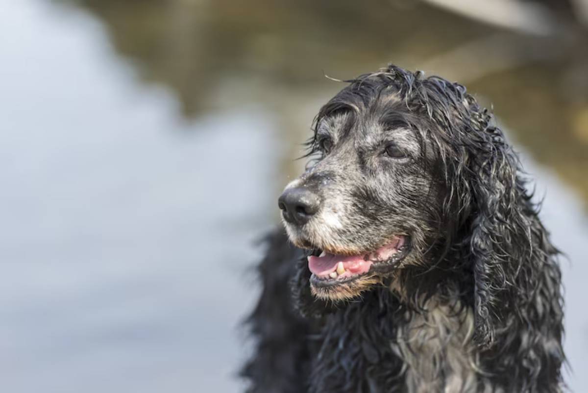  A smiling black dog with wet, wavy fur stands by the water, showcasing a joyful expression against a blurred outdoor background.
