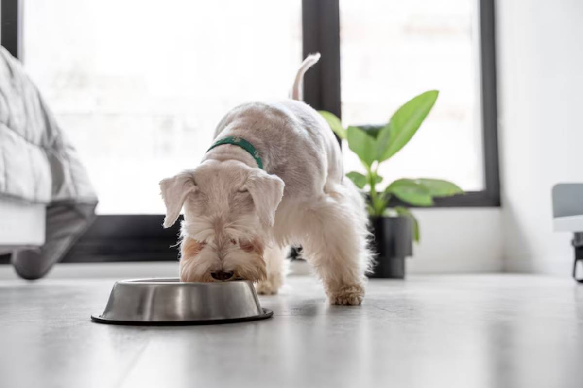  A schnauzer sniffing its metal food bowl on a light wooden floor, with a potted plant visible in the background.