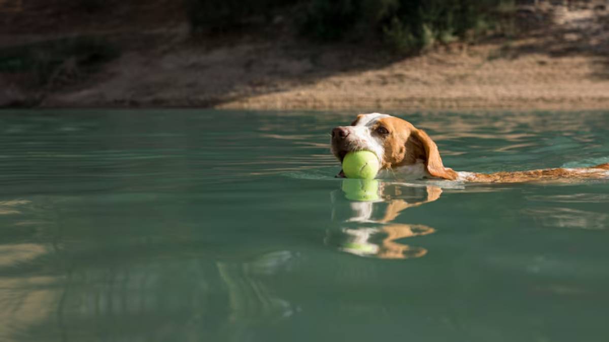 A dog swims in a calm, green lake, holding a bright green tennis ball in its mouth, enjoying a sunny day.