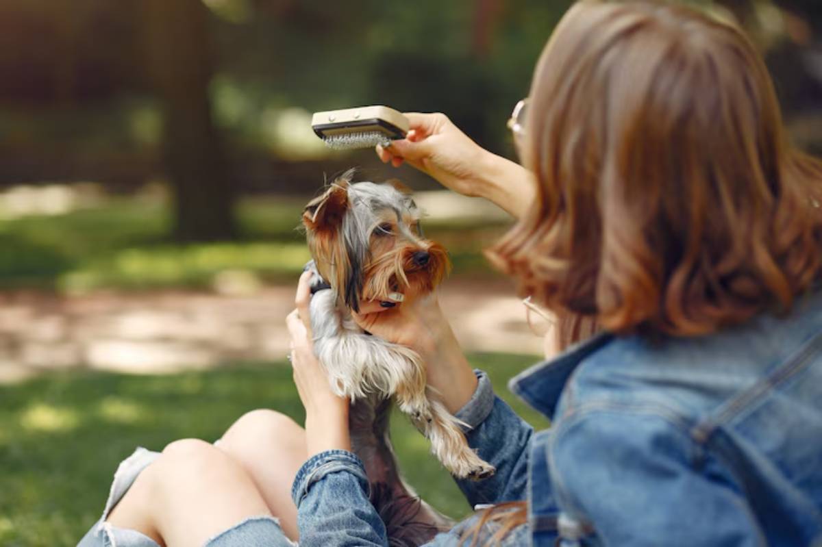  A woman gently brushes the fur of a small dog while sitting outdoors in a park, enjoying a sunny day.