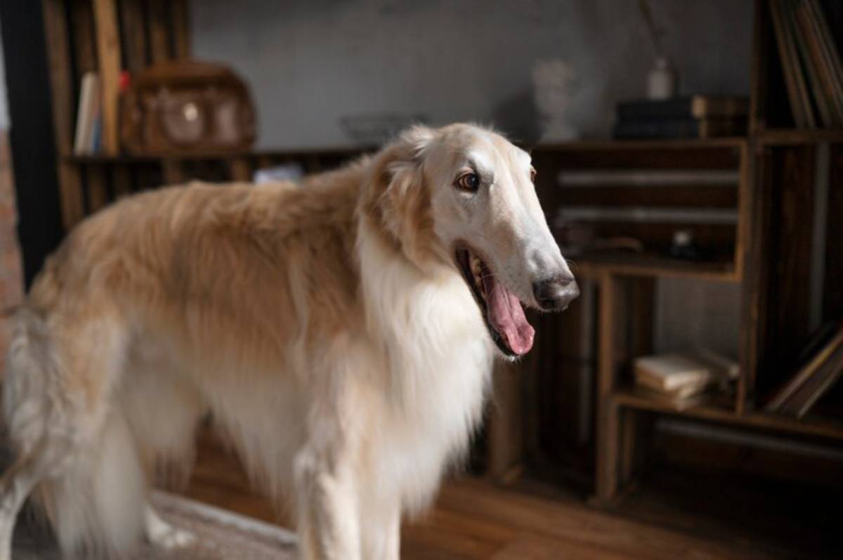 A playful Borzoi dog with a fluffy coat stands in a cozy, rustic room filled with wooden shelves and books.
