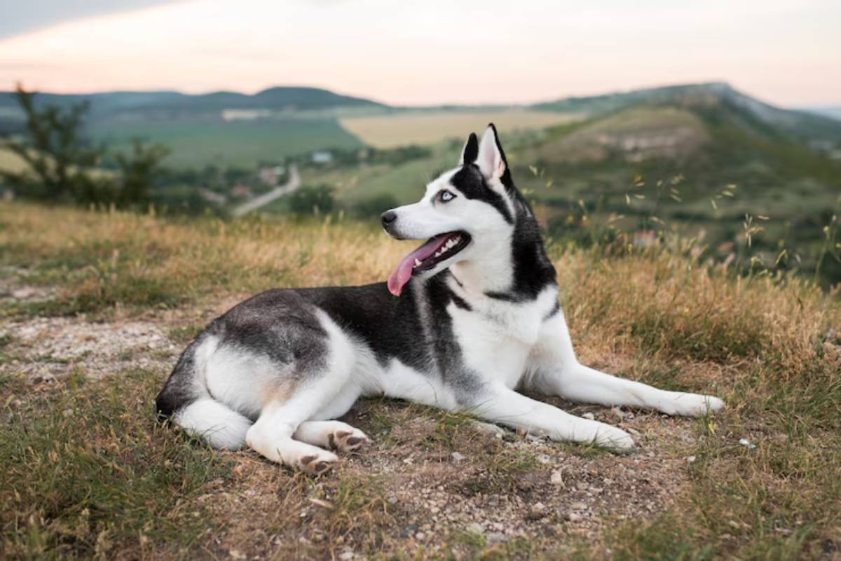 A Siberian Husky lies in a grassy field, gazing at the landscape with its tongue out, surrounded by rolling hills at sunset. 