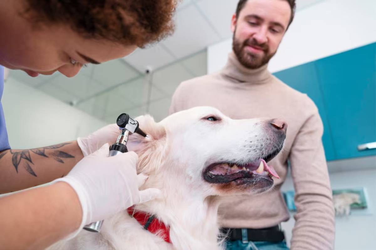  A veterinarian examines a golden retriever’s ear, while a person stands nearby, in a bright clinic setting.