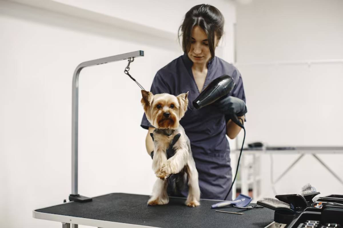 A groomer uses a hairdryer on a small dog standing on a grooming table in a well-lit salon. Grooming tools are nearby. 