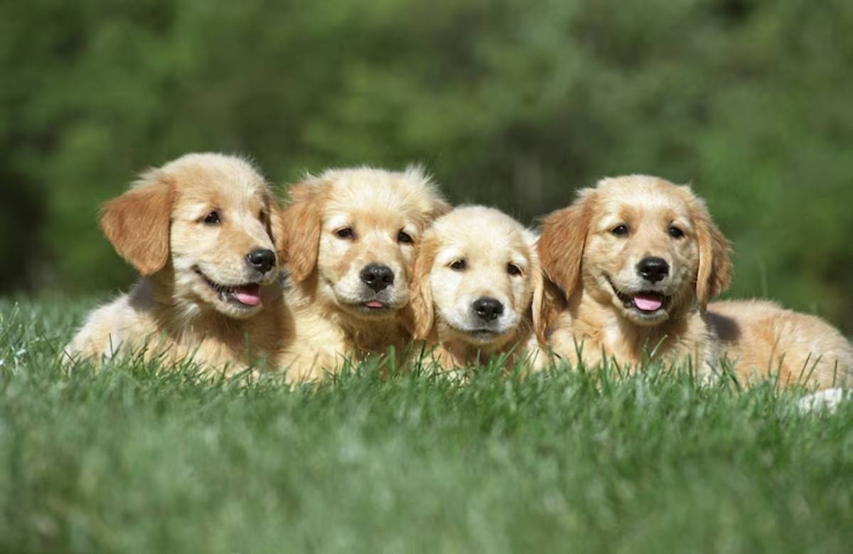  Three adorable golden retriever puppies lying on lush green grass, surrounded by a soft, blurred natural background.