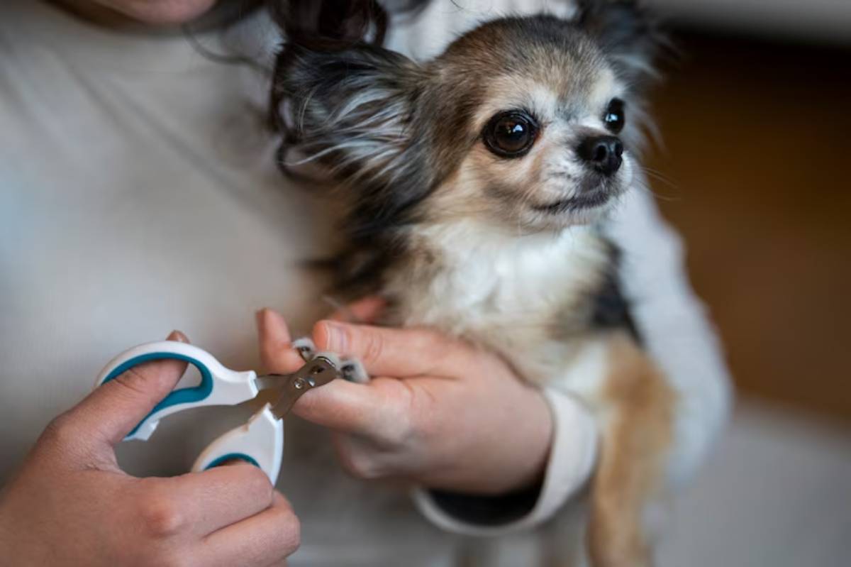 A person gently holds a small dog while using nail clippers to trim its nails, showcasing a careful grooming moment. 