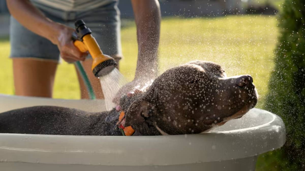 A woman bathes a grey dog in a tub, spraying water over its head in a sunlit backyard, with droplets sparkling around them. 
