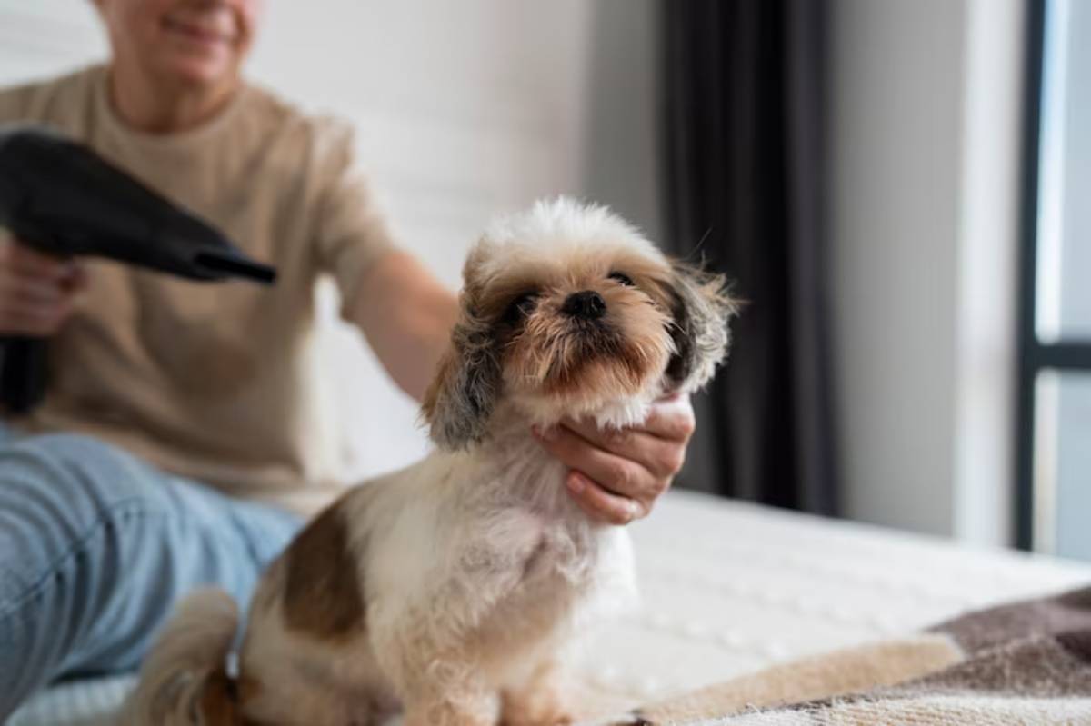 A person gently holds a small Shih Tzu while using a hairdryer to dry its fur on a bed in a bright, cozy room. 
