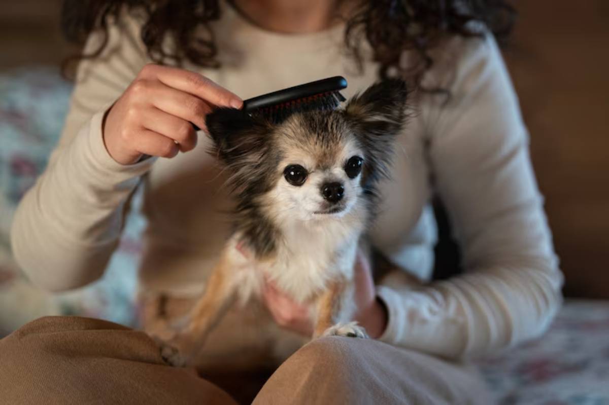 A woman gently brushes the fur of a small, wide-eyed Chihuahua while seated, showcasing their affectionate bond.