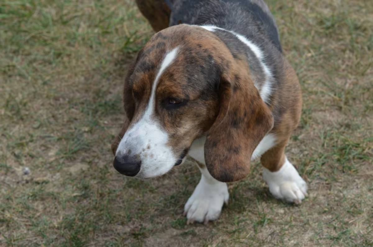 A brown and white beagle with a distinctive coat stands on grass, looking downward with an attentive expression. 
