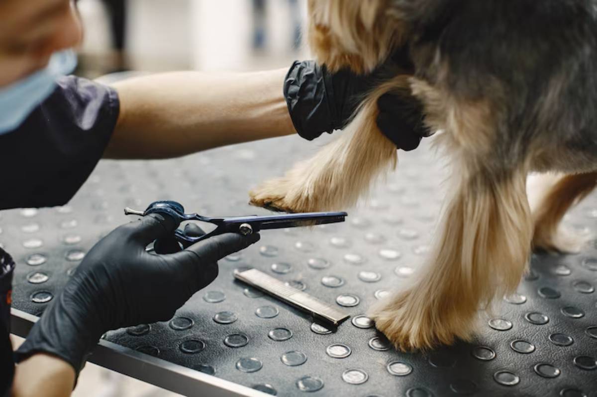  A groomer wears gloves and uses scissors to trim the fur on a dog's paw while another hand holds the dog's leg steady. 