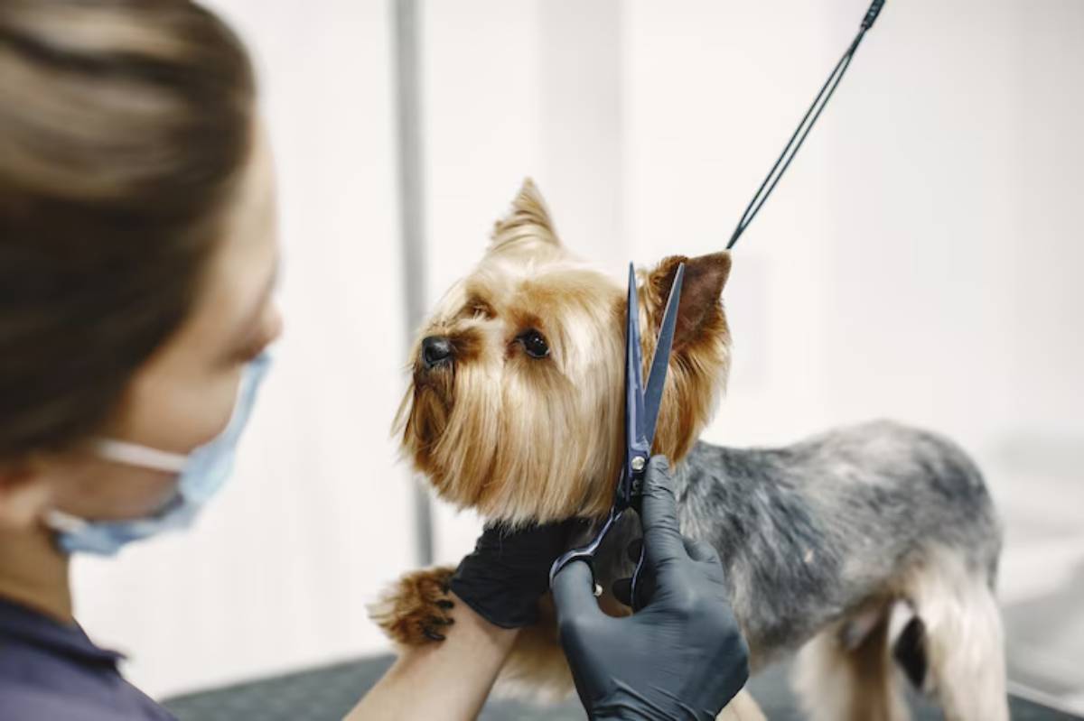 A groomer carefully trims the fur of a small dog, highlighting its silky coat and attentive posture during the grooming process. 