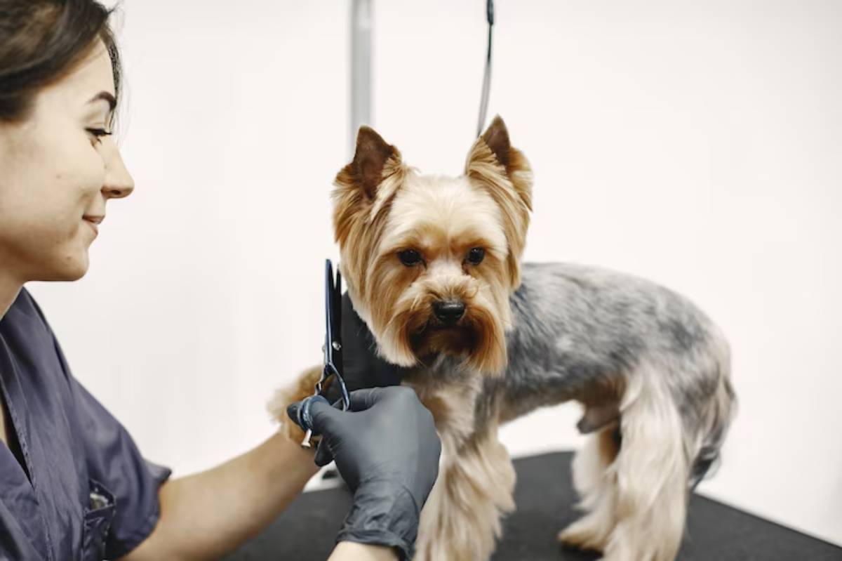  A groomer is trimming the fur of a small dog on a grooming table, surrounded by a bright, clean environment.