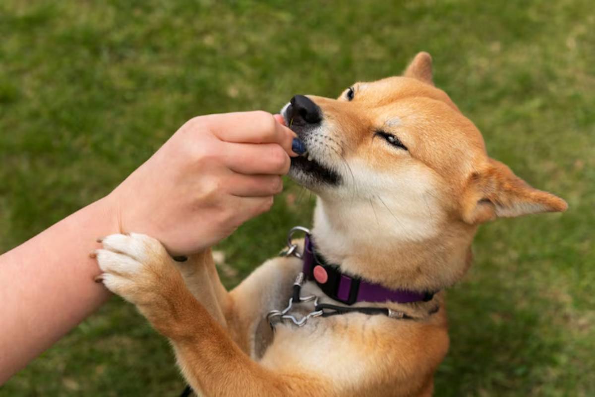 A Shiba Inu eagerly reaches up to receive a treat from a person's hand, set against a green grassy background. 