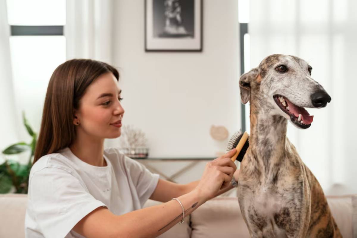 A person brushes a smiling greyhound dog in a cozy, well-lit living room. Green plants and a wall art piece are visible in the background.