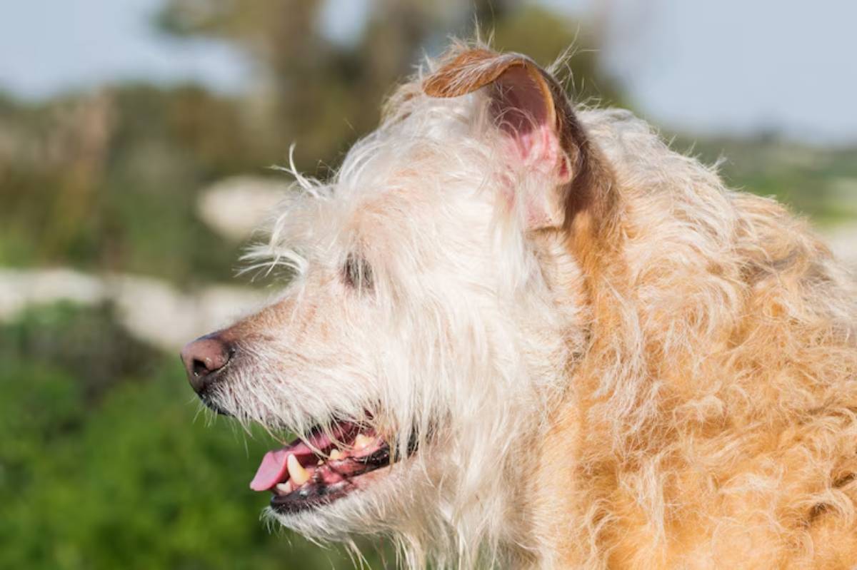 A close-up profile of a shaggy, orange and white dog with a joyful expression, set against a blurred green background. 