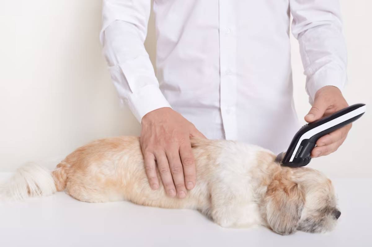  A person in a white shirt uses a clippers on a resting dog, gently grooming its fur.