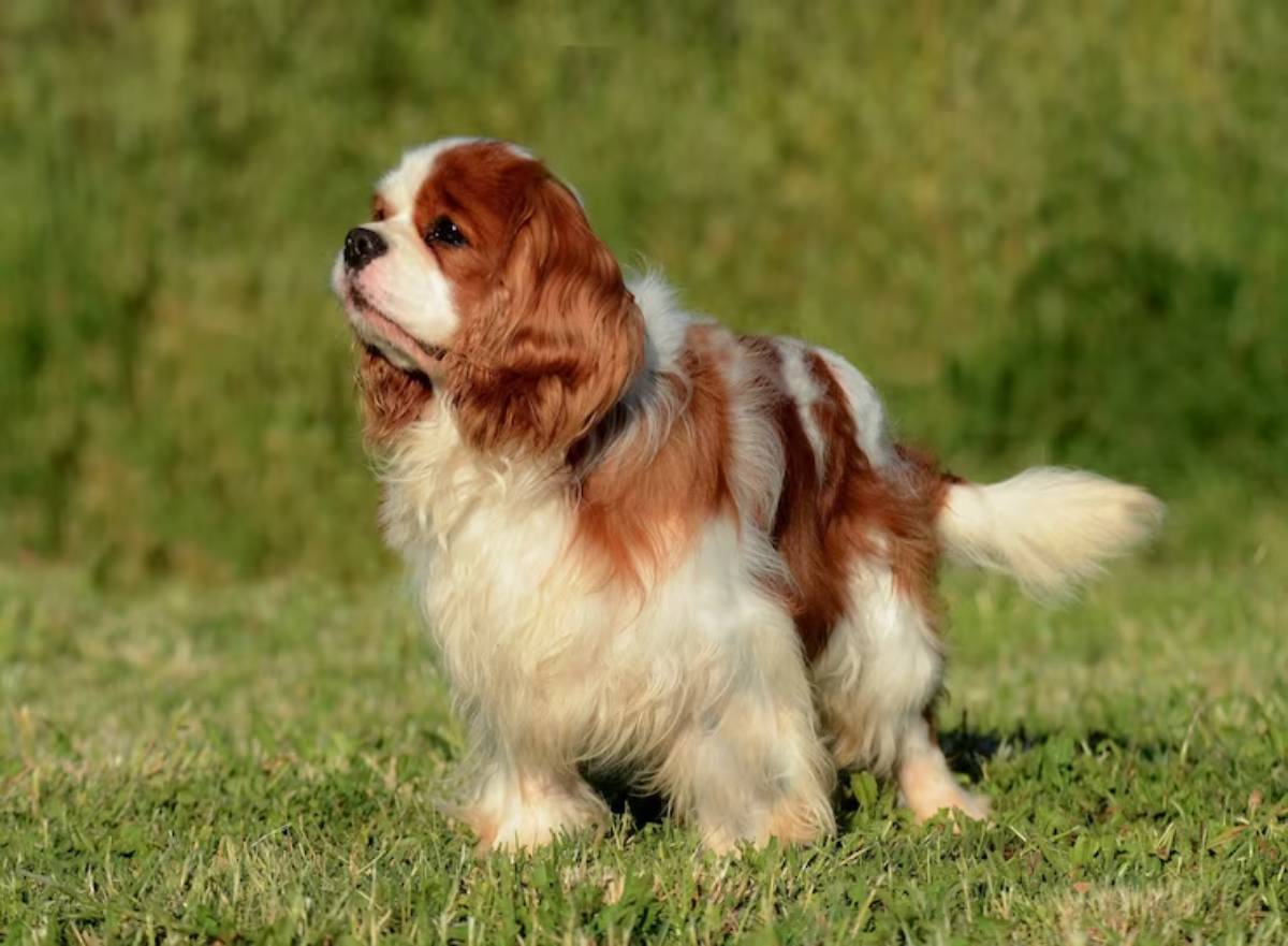 A fluffy dog with a silky coat features chestnut and white markings, standing on green grass in a sunny outdoor setting.