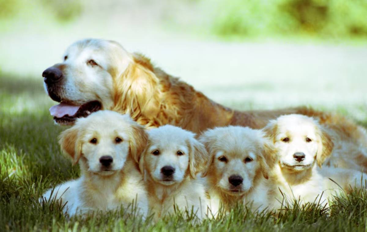 A golden retriever rests on the grass, surrounded by three fluffy puppies, all enjoying a sunny day in a serene outdoor setting.