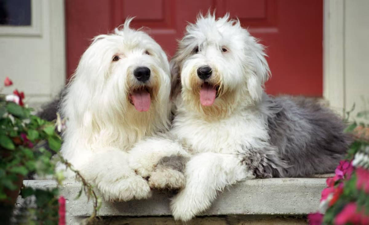  Two fluffy Old English Sheepdogs with playful expressions cuddle on a stone step surrounded by vibrant flowers and a red door.