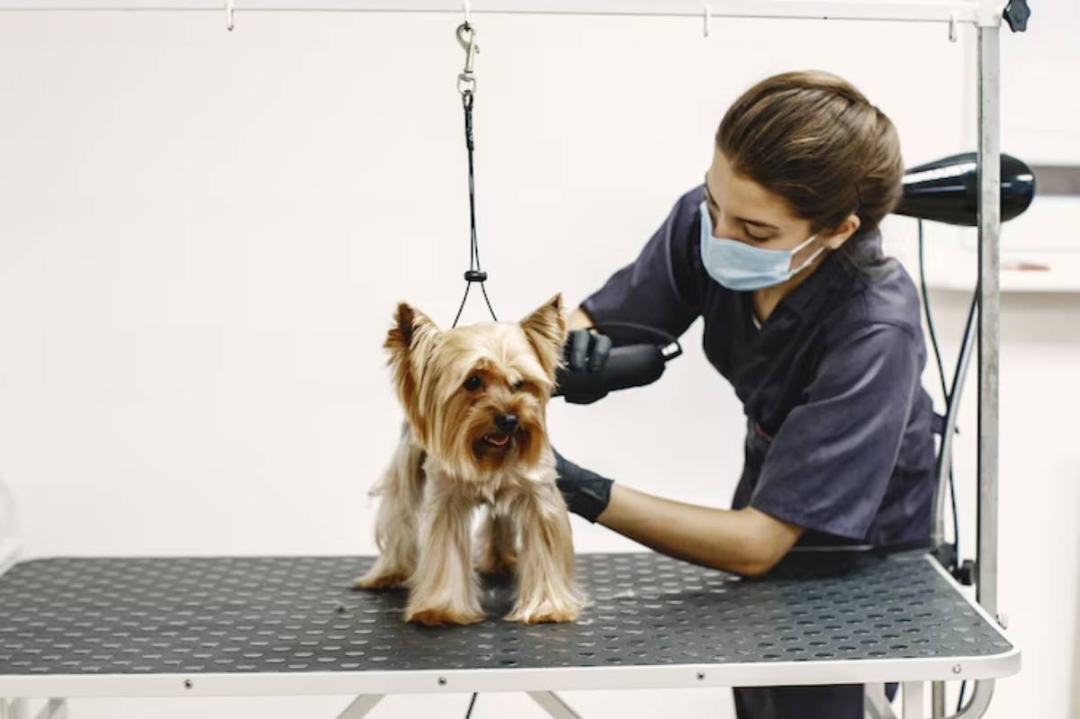 A groomer using a handheld tool to style a small, fluffy Yorkshire Terrier on a grooming table in a bright, clean salon.