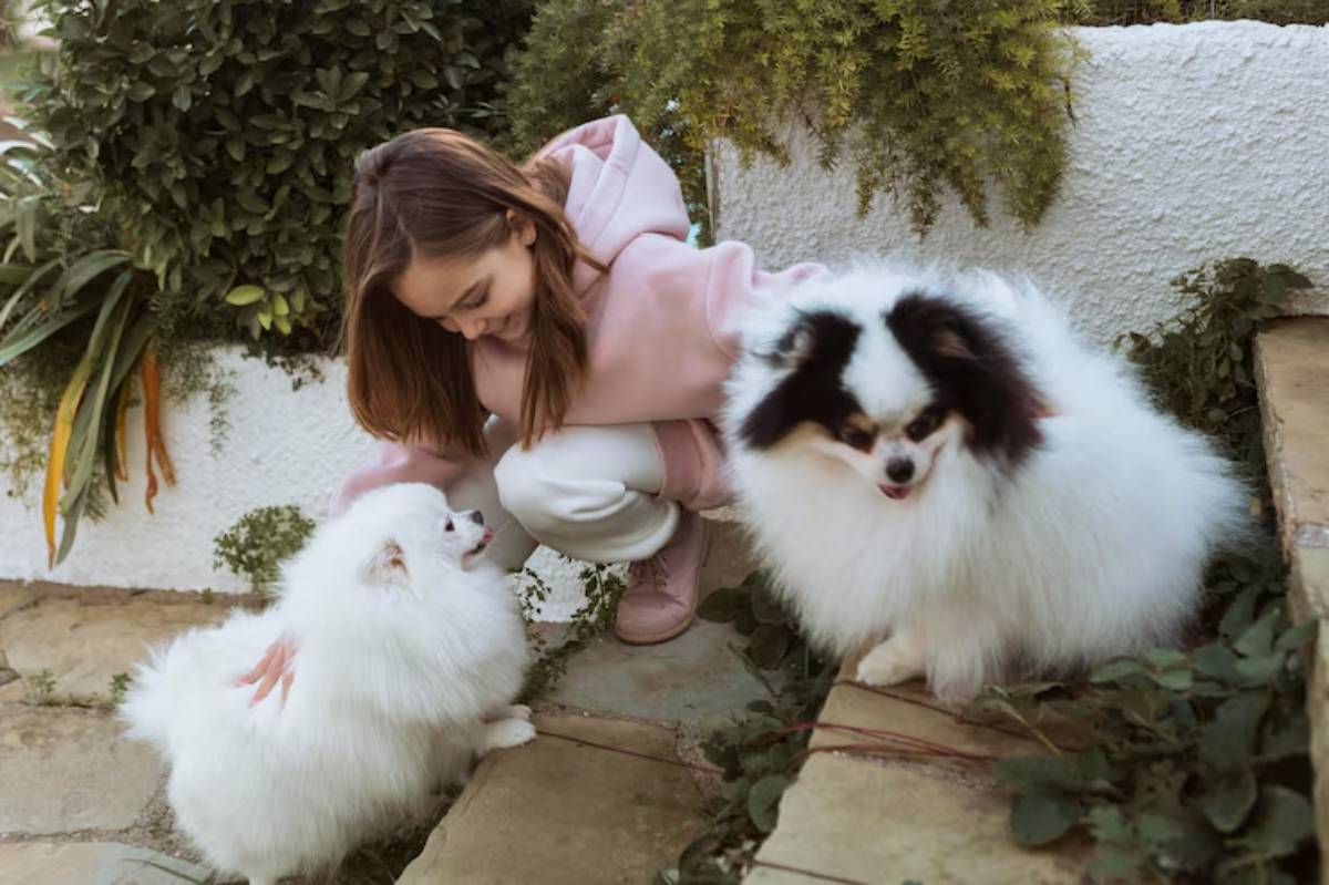 A child wearing a pink hoodie kneels to pet two fluffy white Pomeranians on a stone path amidst green foliage.