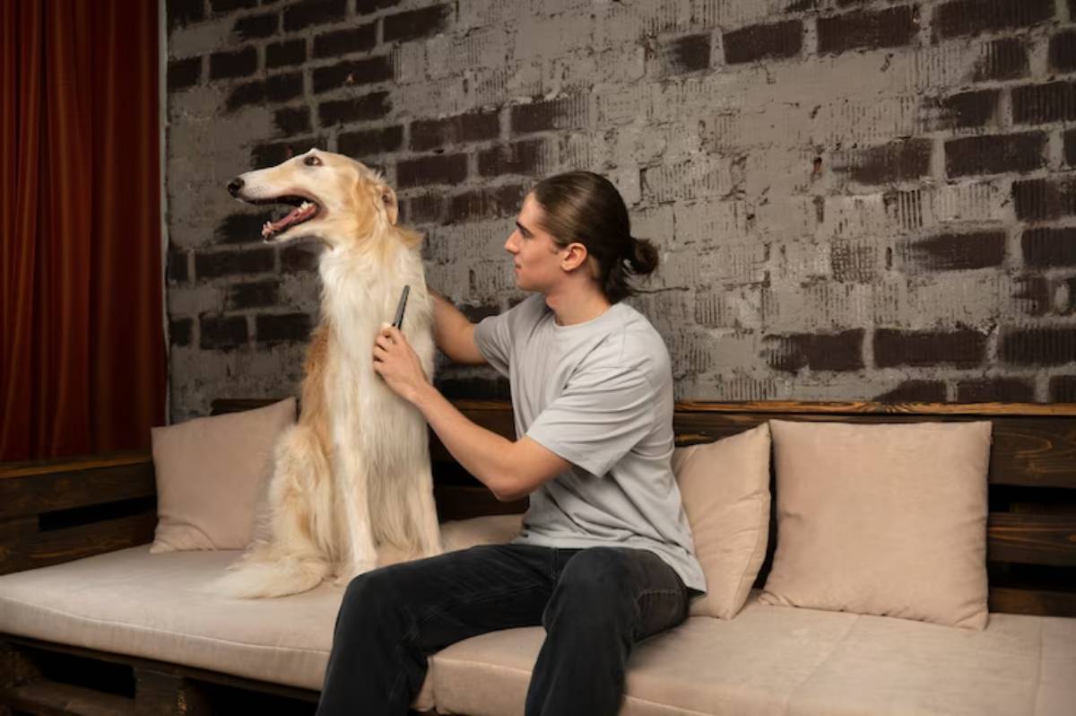  A person brushes a large, fluffy dog while sitting on a sofa against a textured wall, creating a cozy indoor scene.