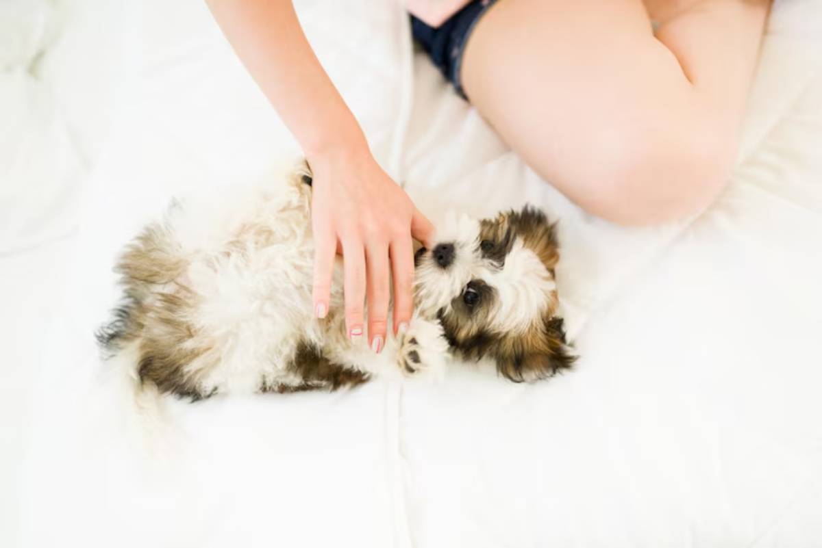  A small, fluffy puppy lies on its back, being gently petted by a person's hand, both on a soft white blanket.