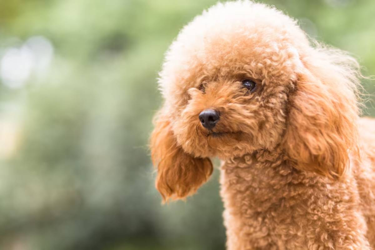 A fluffy, apricot-colored poodle with gentle eyes stands outdoors, surrounded by a soft green background. 
